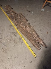 Ultra Rare Mosasaurus Tylosaurus Reptile Fossil Skull Bone Dinosaur Skeleton picture
