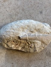 Cleaned dinosaur fossilized bone, 15 lbs, found in rock picture