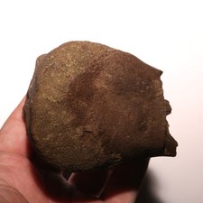 Huge Dinosaur End Bone Fossil - SUPER CLEAN - Hell Creek Formation - Cretaceous picture