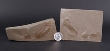 Dithyrocaris rolfei rare Positive-Negative Mississippian Montana MT COA 7151 picture