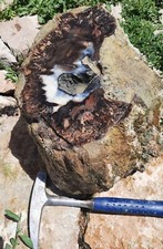 BEAVER RIM OPALIZED / PRE- PALM PETRIFIED WOOD from WYOMING - 72 LBS picture