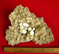 Bisbee AZ - World Class Calcite Bird's Nest Specimen - SW Mine - Ultra Rare @ picture