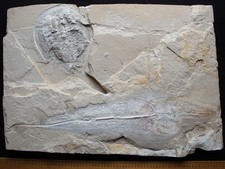 Rhinobatos 61 Unique Combination Ray Guitarfish + Horseshoe Crab Fossils Lebanon picture
