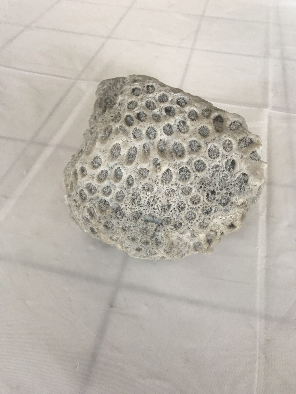 Rare 2000 Year Old Coral Rock Found Under Sea One Of a Kind In The World. Rare 2000 Year Old Coral Rock Found Under Sea One Of a Kind In The World.