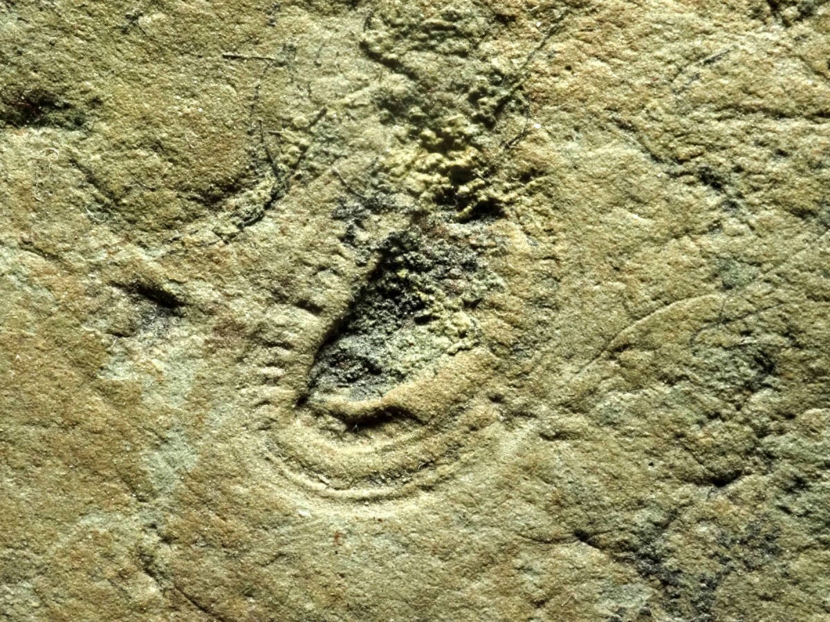 Old Kimberella Ediacaran Biota Kimberella quadrata 116g Russian Federation Arkha Old Kimberella Ediacaran Biota Kimberella quadrata 116g Russian Federation Arkha