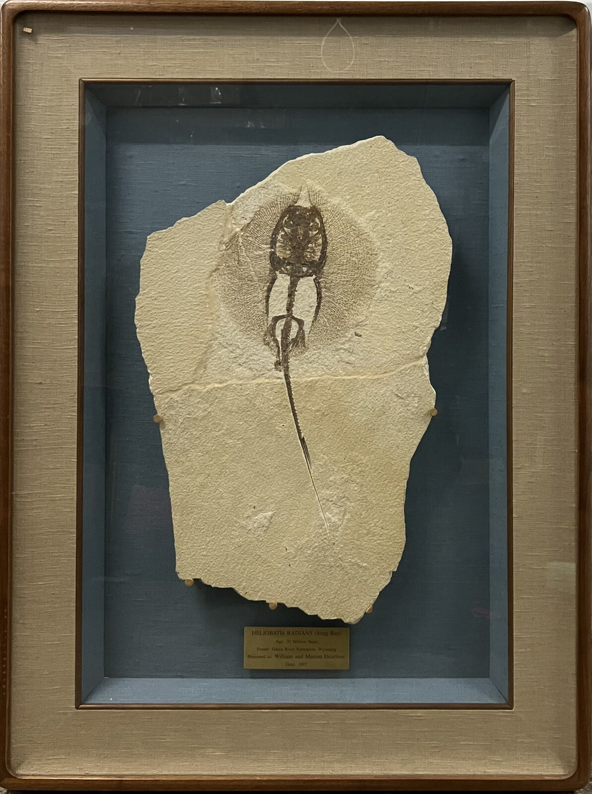 Fossil Sting Ray 70 million year old museum quality beautifully framed 36 Fossil Sting Ray 70 million year old museum quality beautifully framed 36