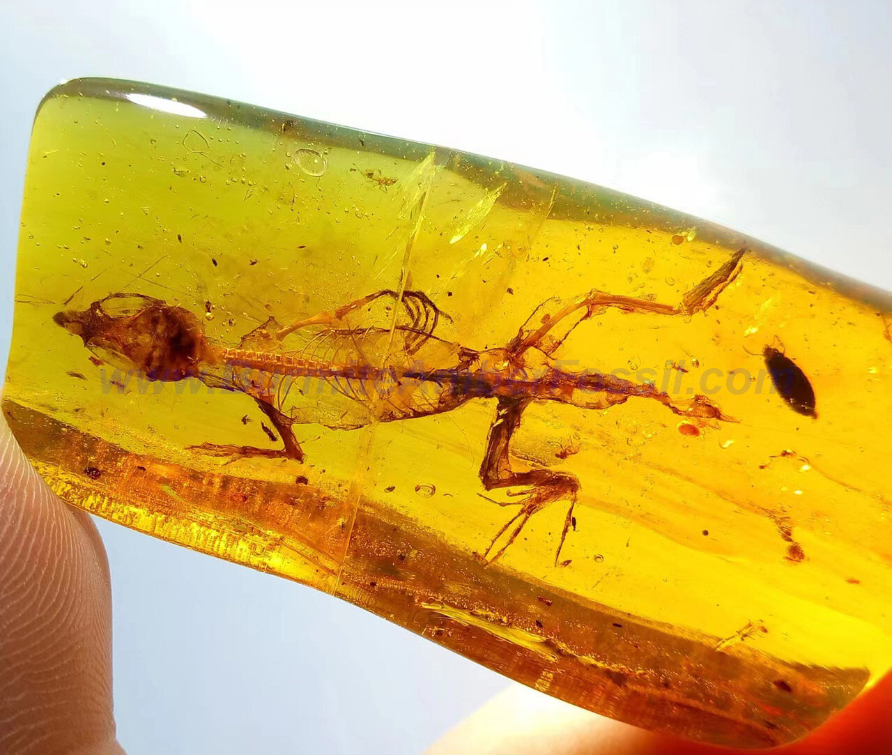 Burmite Amber Fossil - SC2508 4cm Complete Lizard Skelton in Museum Quality Burmite Amber Fossil - SC2508 4cm Complete Lizard Skelton in Museum Quality
