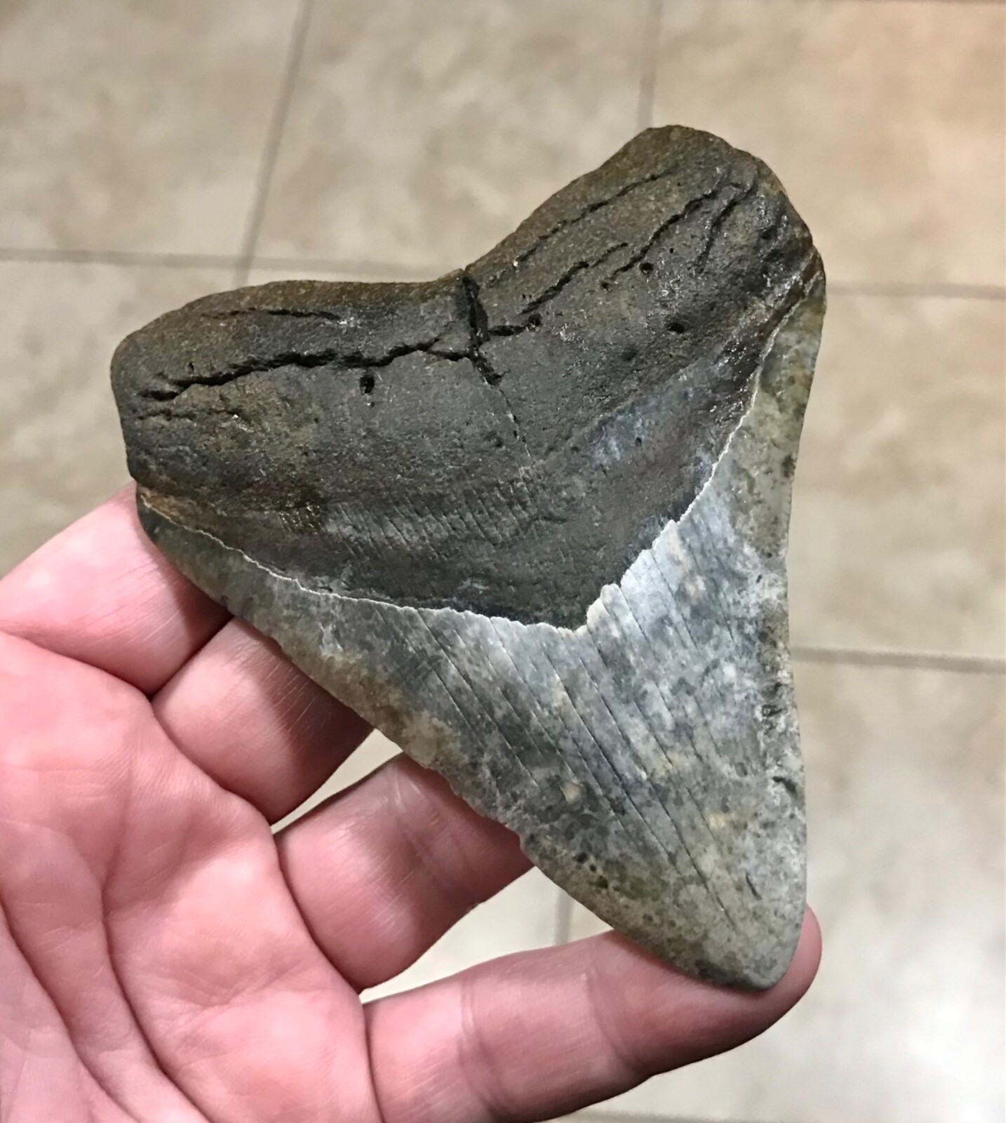 RARE & UNIQUELY PATTERNED - 4.5” - GOLDEN BEACH,FL - MEGALODON SHARKTOOTH FOSSIL RARE & UNIQUELY PATTERNED - 4.5” - GOLDEN BEACH,FL - MEGALODON SHARKTOOTH FOSSIL